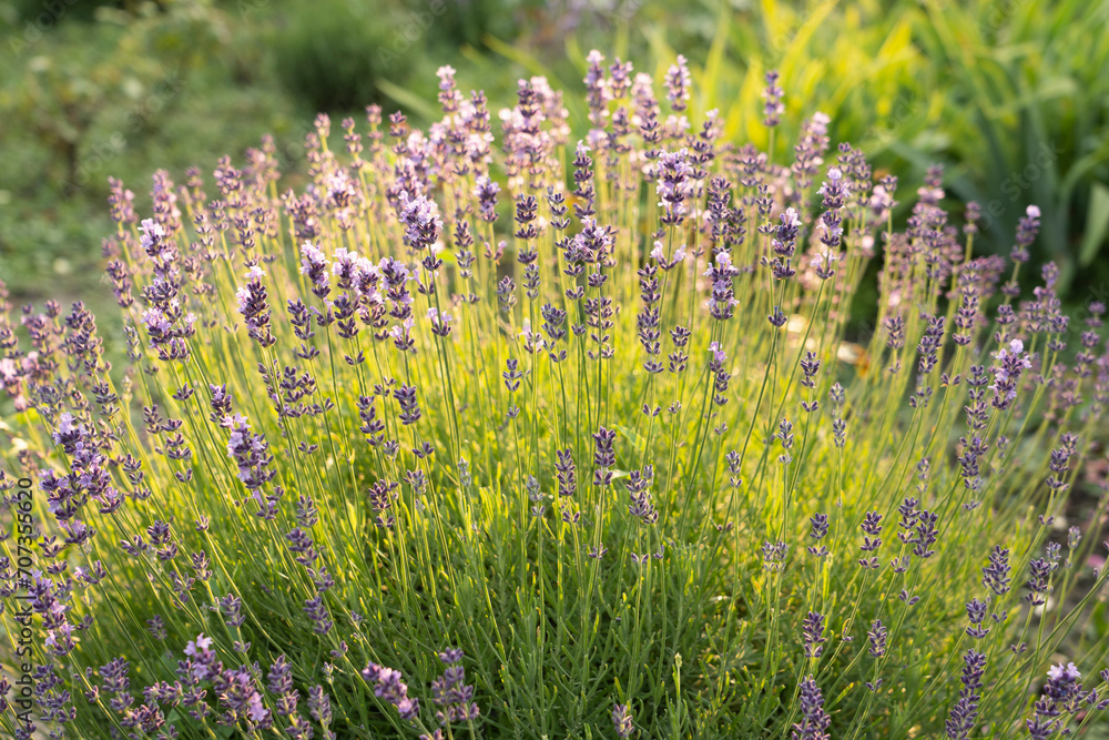 Naklejka premium Blooming lavender in a field at sunset in Provence, France