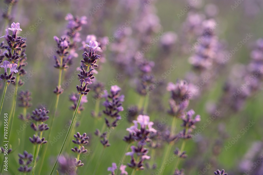 Blooming lavender in a field at sunset in Provence, France Blooming lavender in a field at sunset in Provence, France