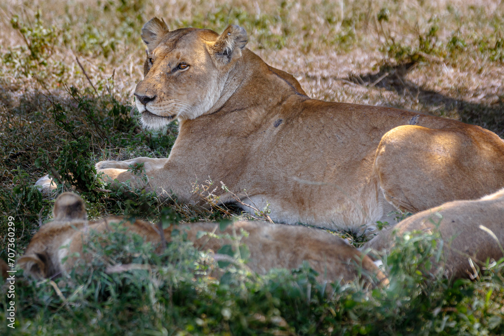Lions on Safari Lions on Safari