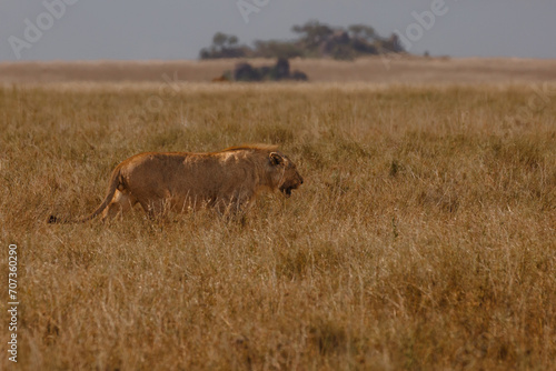 Lions on Safari © Wade Kehler