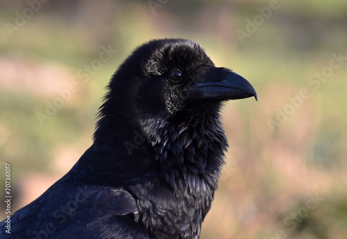 un poderoso cuervo negro © alberto