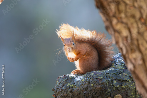 red squirrel on tree in winter, no leaves, backlight