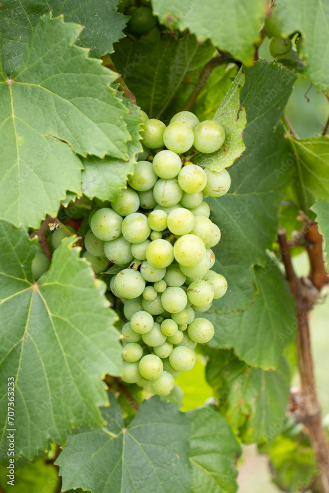 bunch of green grapes on the vineyard