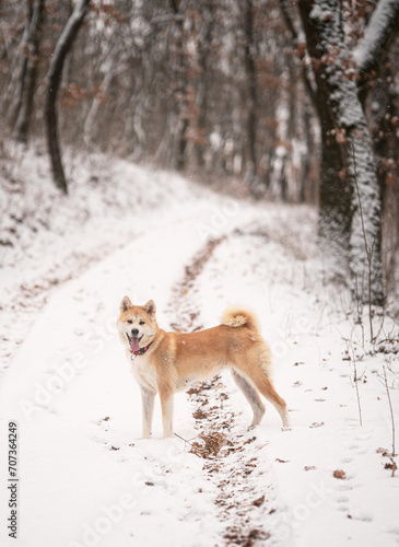 Nice akita dog in the snow