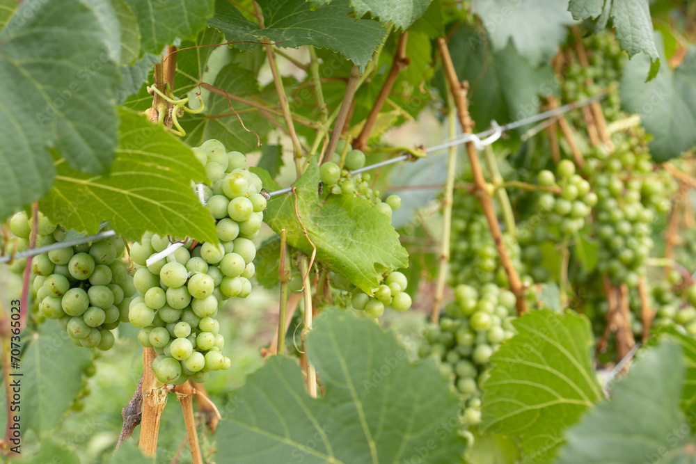 several bunches of green grapes on the vineyard several bunches of green grapes on the vineyard