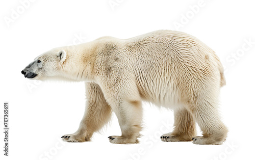 Polar Bear on Transparent Background