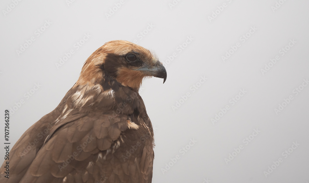 western marsh harrier portrait in the fog