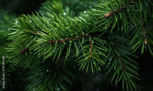 Pine tree branch with cones close-up. Nature background.