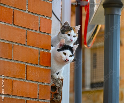 gatos en la fachada