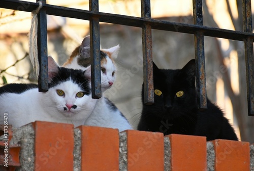 gatos callejeros photo
