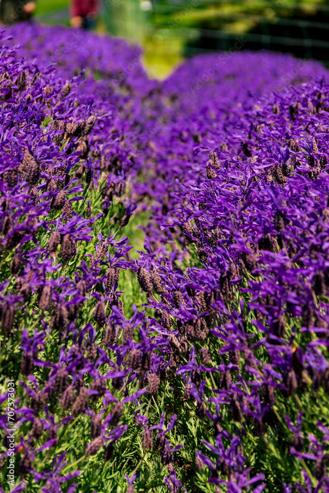 Fototapeta premium Lavender flower, New Zealand 13