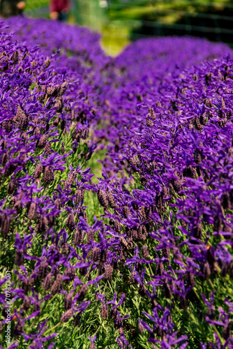 Lavender flower, New Zealand 13