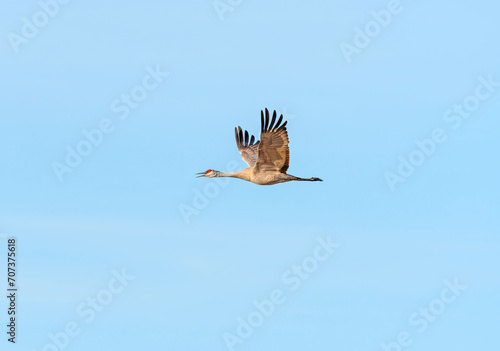 Sand Hill Crane Calling While in Flight