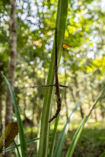 Stick insect clinging to the leaves to camouflage, Phasmatodea or Giant prickly stick insect clings to branches, hiding from natural enemies. photo
