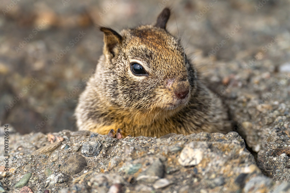 Close-up of California ground squirrel (Spermophilus beecheyi) Wildlife photography. Close-up of California ground squirrel (Spermophilus beecheyi) Wildlife photography.