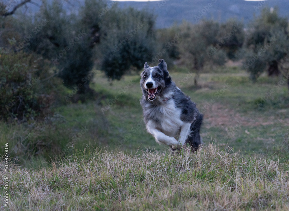 The border collie in action in the field