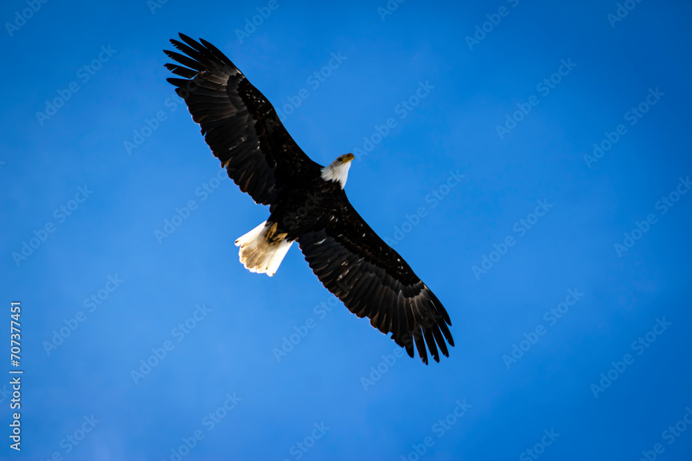 Obraz premium Eagle Flying or Soaring Freedom - Veterans Day, Memorial Day, Independence National Bird of the United States of America, One Nation Under God, Patriotic, Social Media Post/Ad, Patriotic Publication