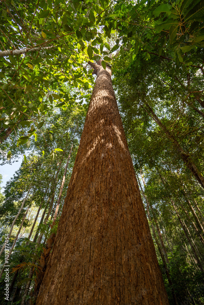 Fototapeta premium Bottom view of tree trunk to green leaves of big tree in tropical forest with sunlight, Fresh environment in Forest, Forest tree with small leaves on sunny day.