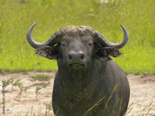 Water buffalo staring at the camera