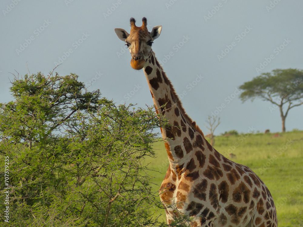 Fototapeta premium giraffe in the wild