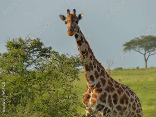 giraffe in the wild © Nathanael Lathrop