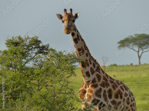 giraffe in the wild