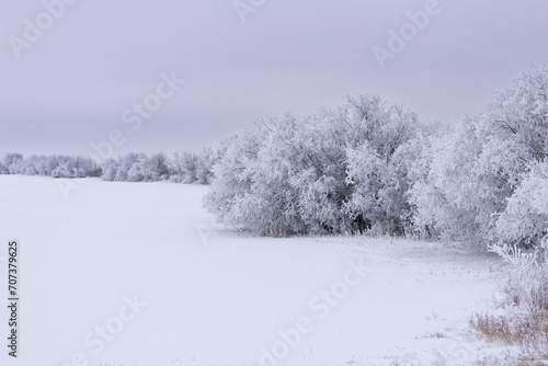 Idyllic landscape with trees covered with hoarfrost in the white field. © Saeedatun