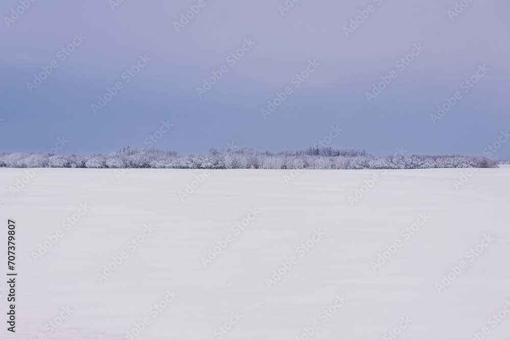 Row of trees with hoarfrost along the snowy field and blue sky. Row of trees with hoarfrost along the snowy field and blue sky.