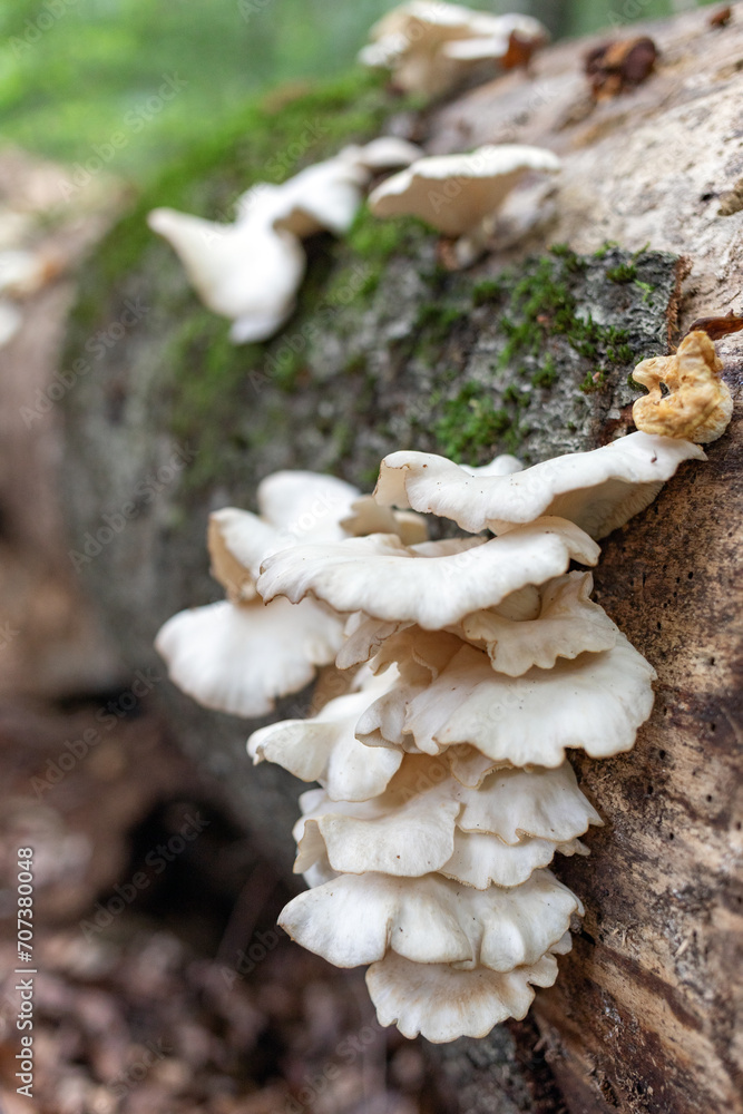 deadwood_mushroom deadwood_mushroom