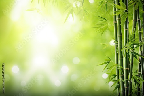 Bamboo forest with blurred sunny background for text