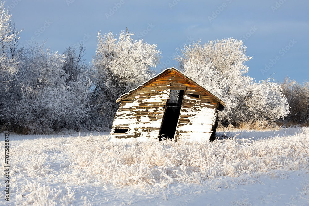 Abandoned wooden barn in the snowy winter field with trees.