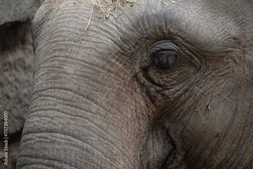 Indian elephant - detail of the eye of a female.