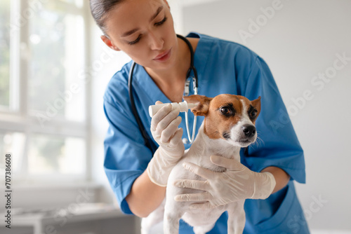 Vet applying ear drops to a small attentive dog photo