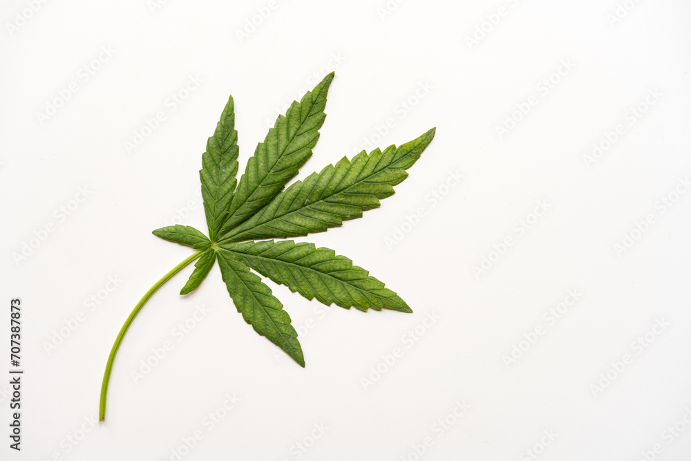 Cannabis leaf isolated on white background. Medical marijuana concept. Top view Cannabis leaf isolated on white background. Medical marijuana concept. Top view