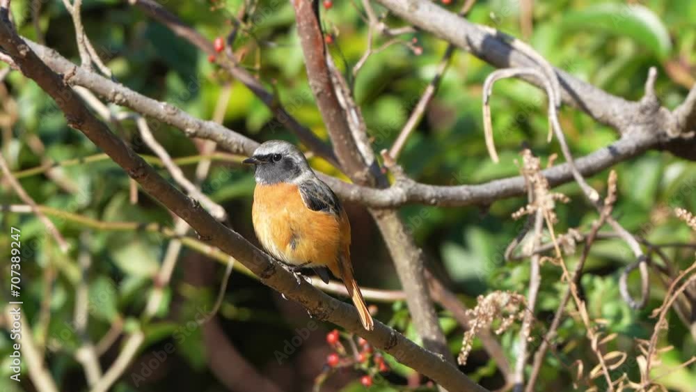 daurian redstart in a foret daurian redstart in a foret