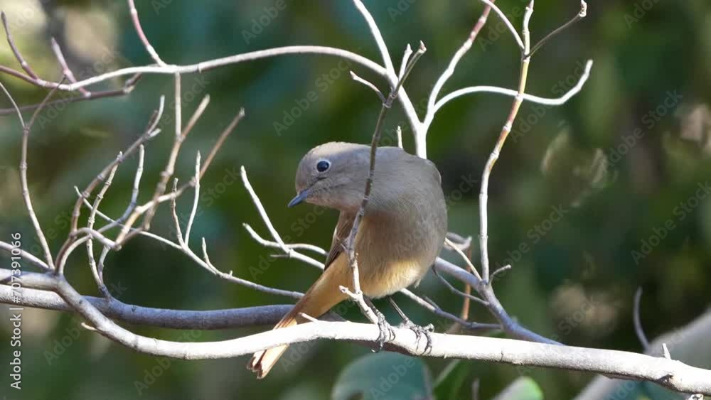 daurian redstart in a foret daurian redstart in a foret