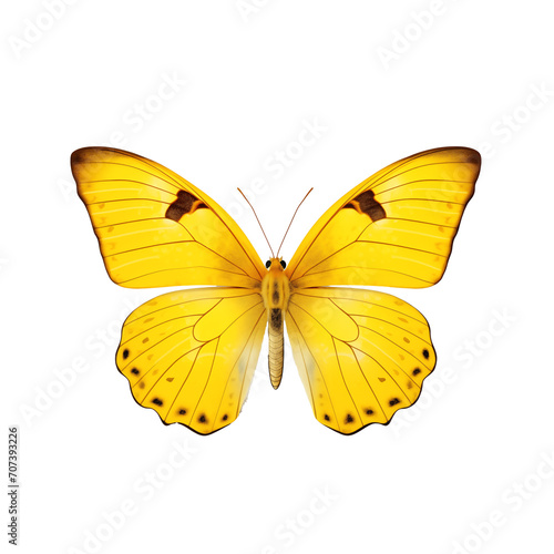a yellow butterfly with black spots © ion