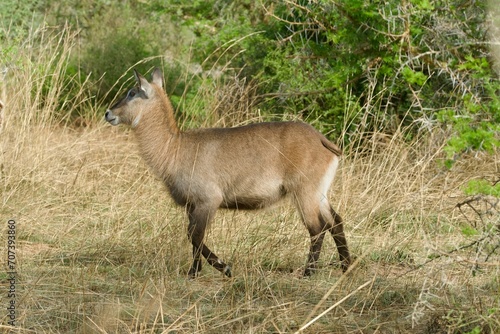Photography a female waterbuck