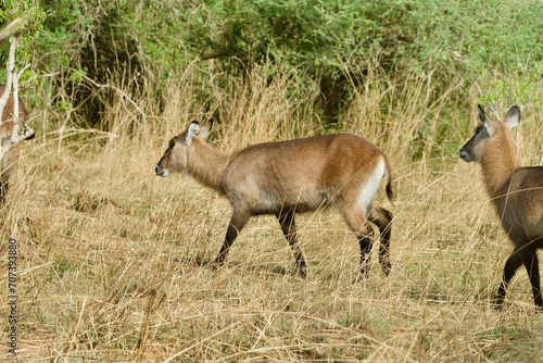 a female waterbuck