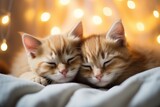 Couple of cute kittens, romance concept. Background with selective focus and copy space