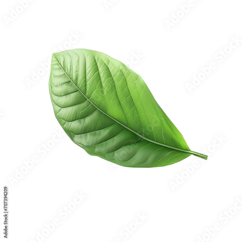 a green leaf with thin lines photo