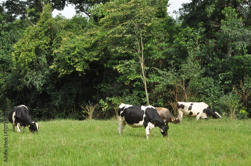 vacas no campo de alimentando 