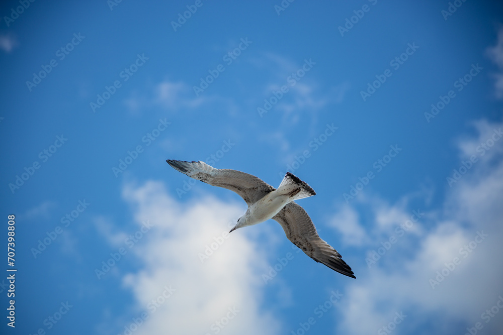 Obraz premium White seagull flying with wings spread. Flying Seagull, Symbol of Freedom Concept. Blue sky and white clouds background
