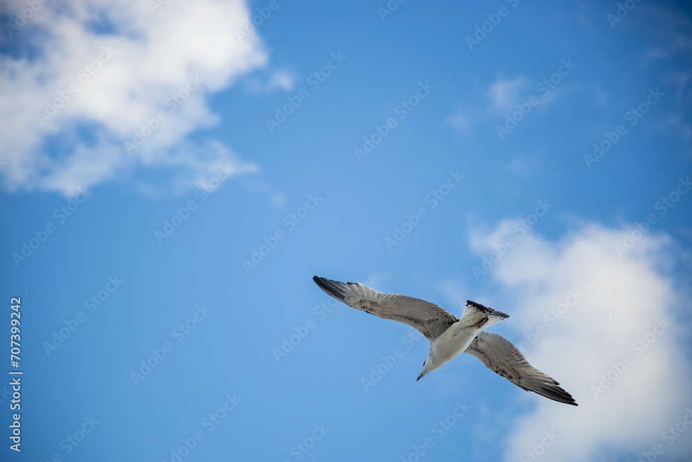 White seagull flying with wings spread. Flying Seagull, Symbol of Freedom Concept. Blue sky and white clouds background White seagull flying with wings spread. Flying Seagull, Symbol of Freedom Concept. Blue sky and white clouds background