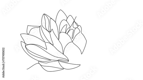 Animated self drawing of a beautiful flower on a white background video illustration. Design with Minimalist black linear design isolated. Flower themes for your business asset design.
