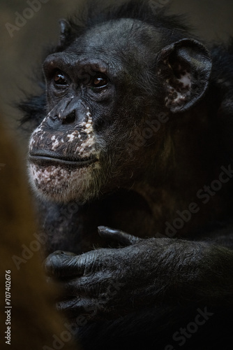 Portrait of a chimpanzee of Guinea with a dark background.
