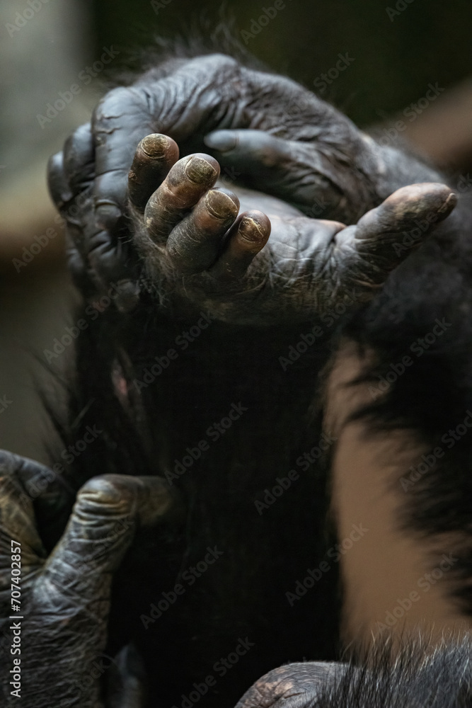 Obraz premium Guinea chimpanzee hands and fingers in detail.