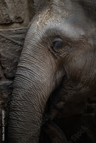 Indian elephant in eye detail.