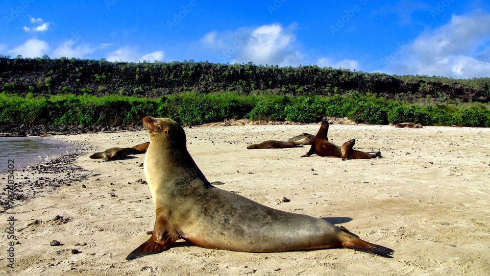 Fototapeta premium Galápagos Islands