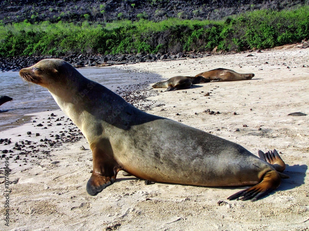 Obraz premium Galápagos Islands